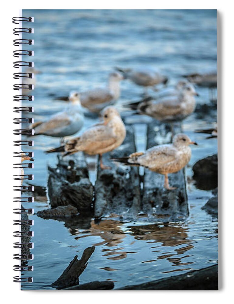 Seagulls Spiral Notebook featuring the photograph Seagulls by Mina Isaac