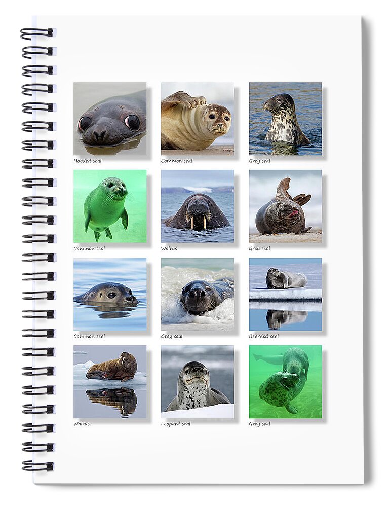 Collage Spiral Notebook featuring the photograph Seals Collection by Arterra Picture Library