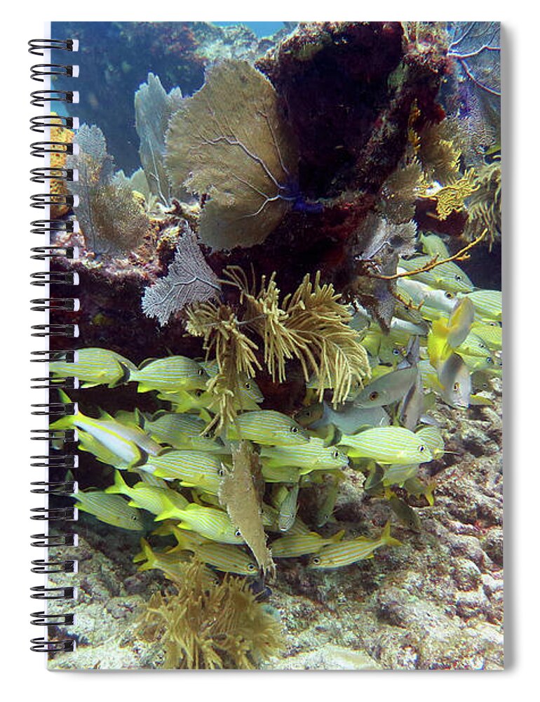 Underwater Spiral Notebook featuring the photograph Seascape at Mike's Wreck 8 by Daryl Duda