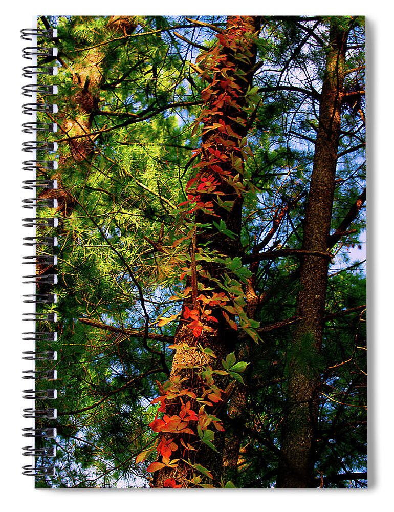 Grapevine Spiral Notebook featuring the photograph Seasonal Drift by Cynthia Dickinson