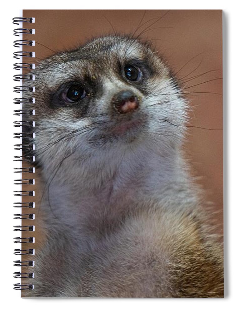 Meerkat Spiral Notebook featuring the photograph See Me by Linda Howes