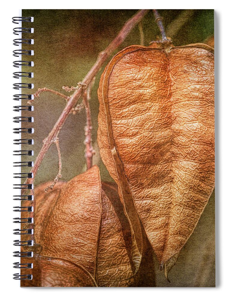 Seed Pods Spiral Notebook featuring the photograph Seed Pods on a Golden Rainfall Tree by Michael McKenney