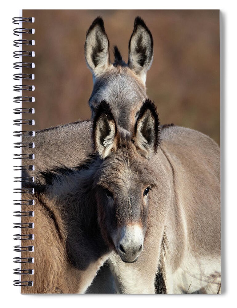 Wild Burro Spiral Notebook featuring the photograph Seeing Double by Mary Hone