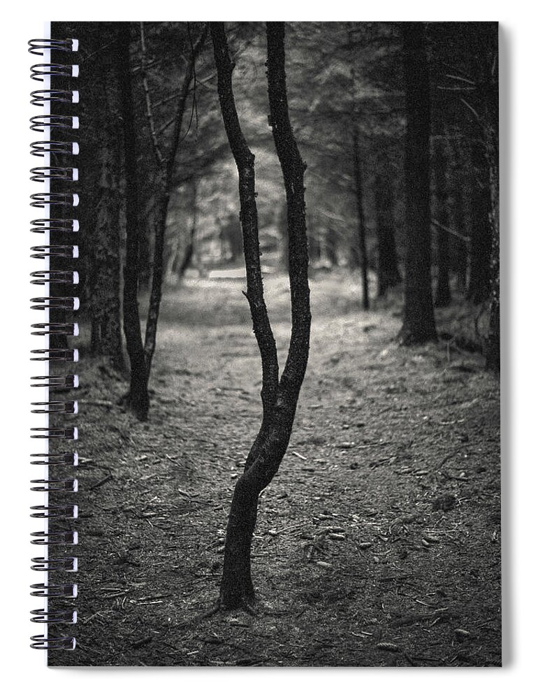Tree Spiral Notebook featuring the photograph Separation by Dave Bowman