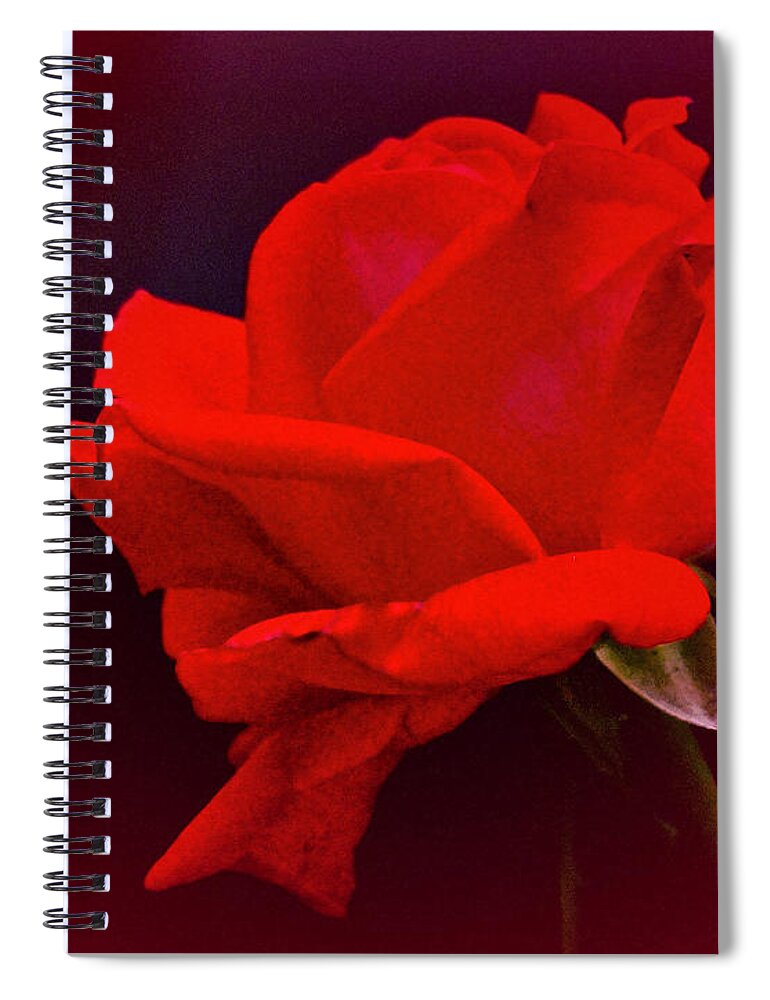 Rose Spiral Notebook featuring the photograph September 2021 Rose by Richard Cummings