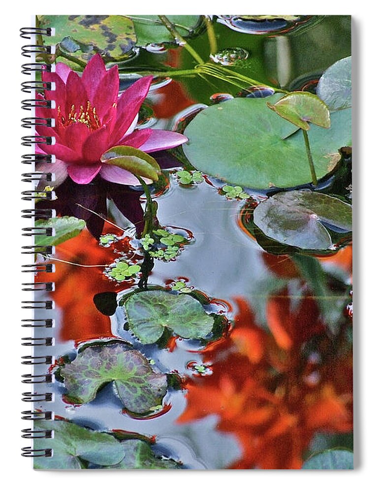Waterlily: Water Garden Spiral Notebook featuring the photograph September Rose Water Lily 1 by Janis Senungetuk