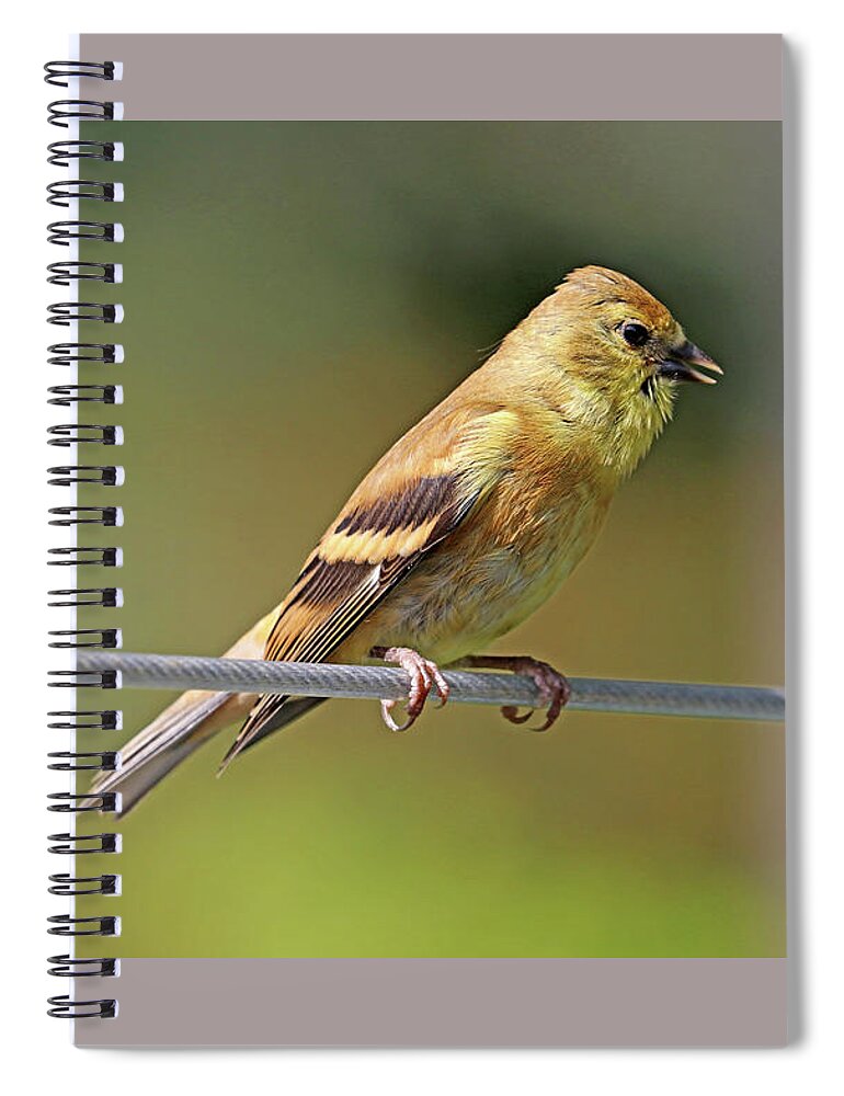 Goldfinch Spiral Notebook featuring the photograph Serious Conversation by Debbie Oppermann