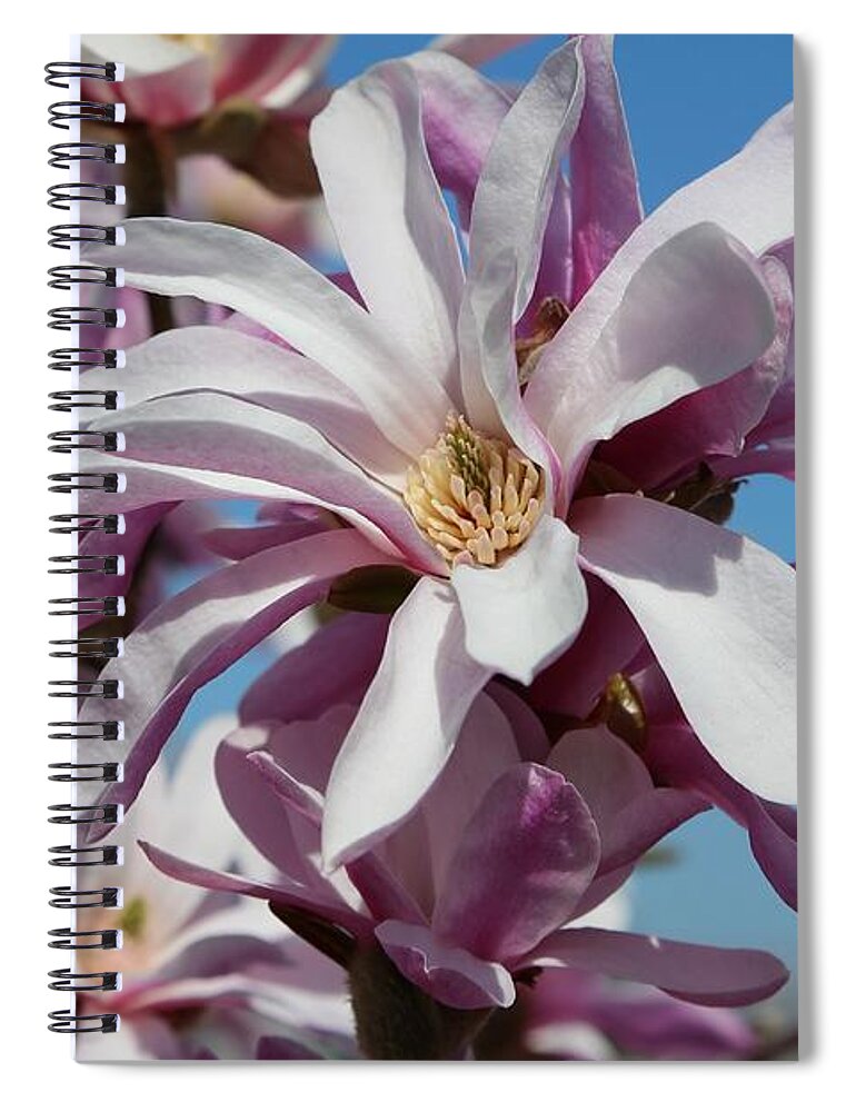 Loebner Magnolia Spiral Notebook featuring the photograph Shades of Pink Magnolia by Carol Groenen