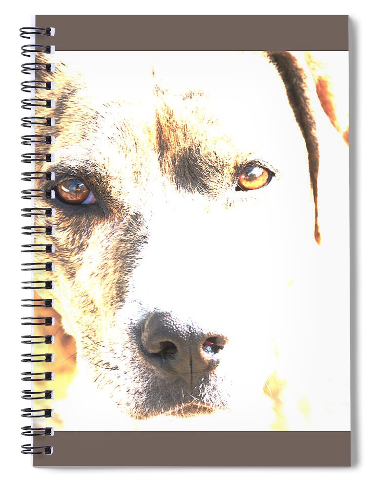 Dog Spiral Notebook featuring the photograph She Sees Me by Kae Cheatham