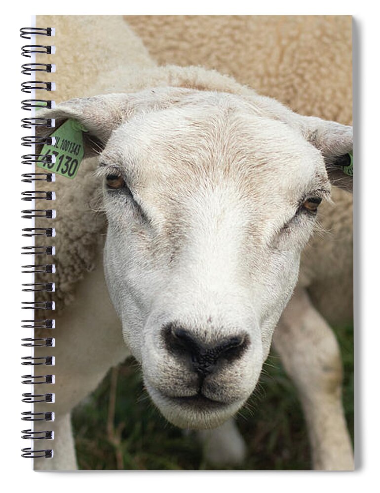 Sheep Spiral Notebook featuring the photograph Sheep by MPhotographer