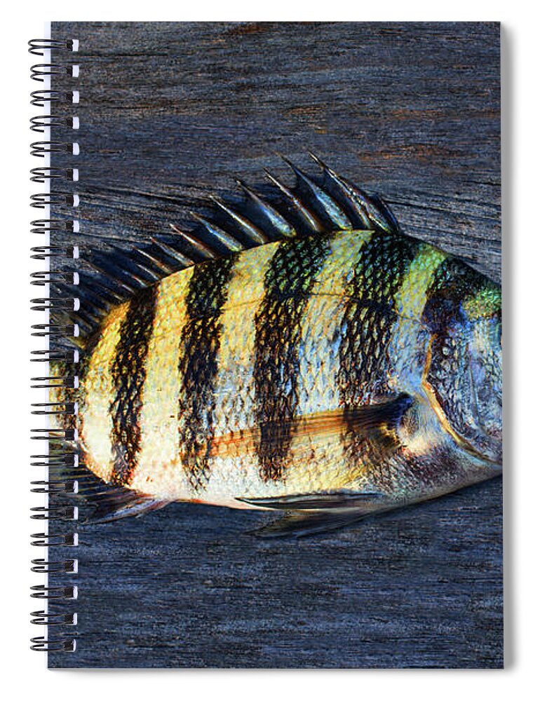 Animal Spiral Notebook featuring the photograph Sheepshead Fish by Laura Fasulo