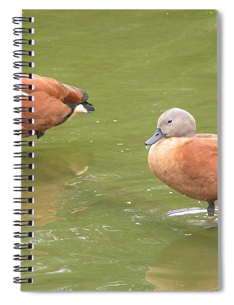 Shelduck Spiral Notebook featuring the photograph Shelducks by Heather E Harman