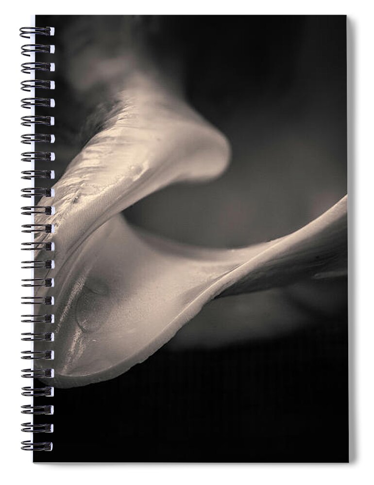 Biology Spiral Notebook featuring the photograph Shell III Toned by David Gordon