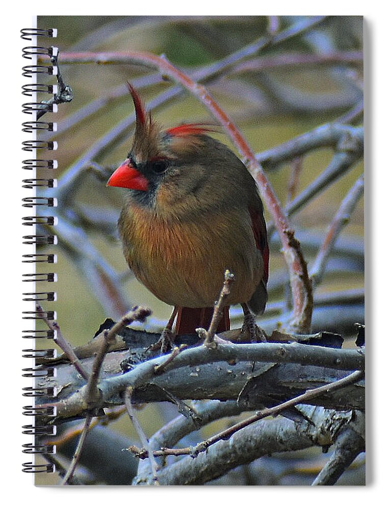 Female Cardinal Spiral Notebook featuring the photograph She's in Charge by Dorrene BrownButterfield