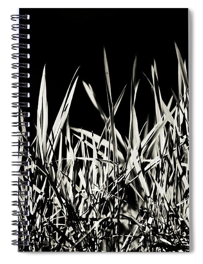  Spiral Notebook featuring the photograph Shining Grass by Jenny Rainbow
