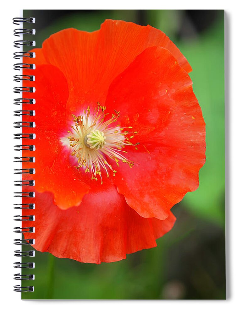 Shirley Poppy Spiral Notebook featuring the photograph Shirley Poppy 2022-1 by Thomas Young