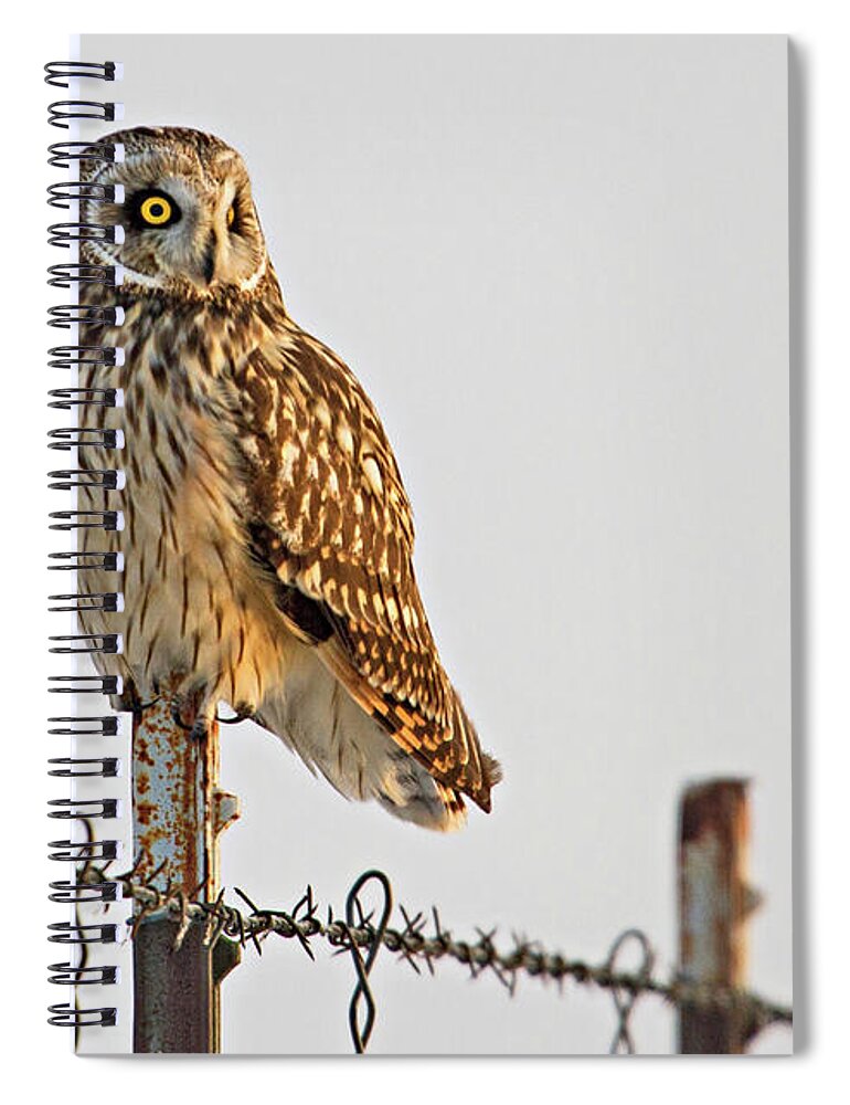 Birds Spiral Notebook featuring the photograph Short-eared Owl by Wesley Aston