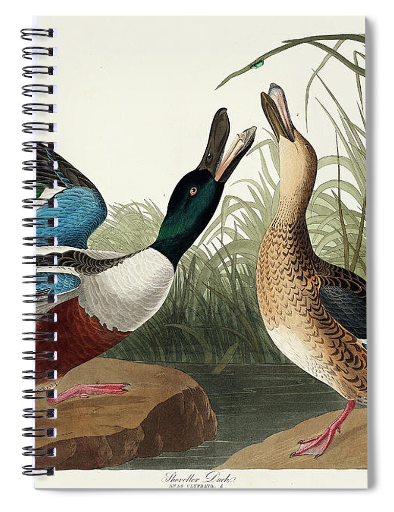 Shoveller Duck Spiral Notebook featuring the mixed media Shoveller Duck. John James Audubon by World Art Collective