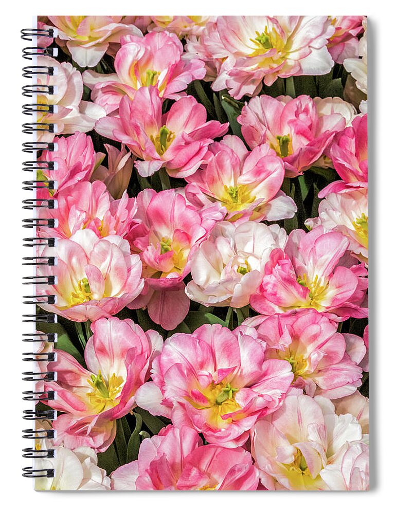 Tulip Spiral Notebook featuring the photograph Show Stopper Tulips by Elvira Peretsman