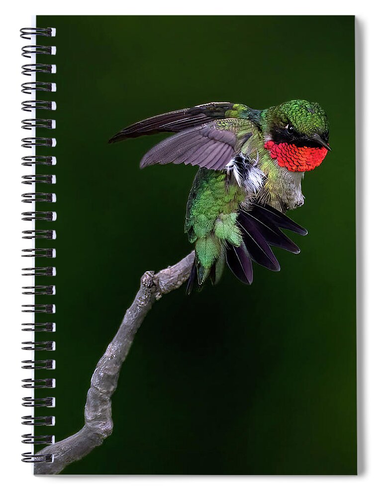 Bird Spiral Notebook featuring the photograph Show Off by Art Cole