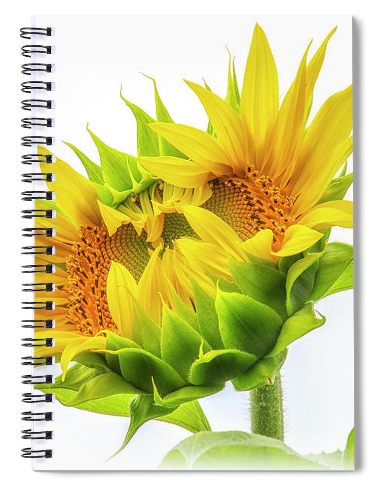 Sunflower Spiral Notebook featuring the photograph Shy Against the Sky by Karen Smale