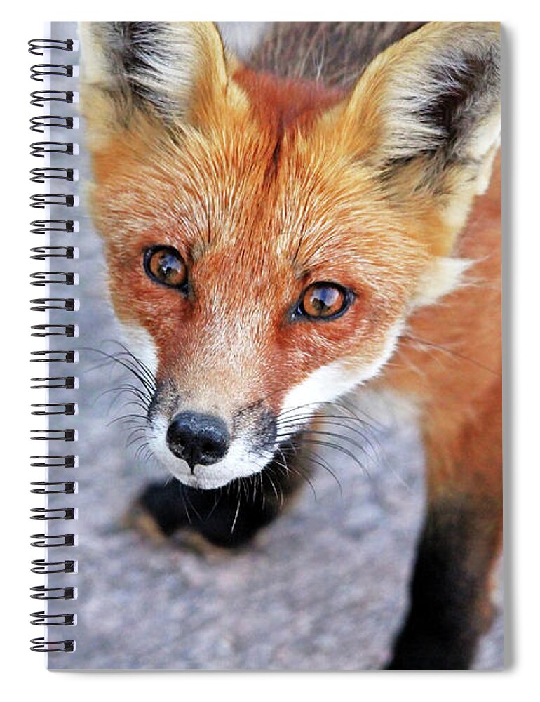Fox Spiral Notebook featuring the photograph Shy Red Fox by Debbie Oppermann