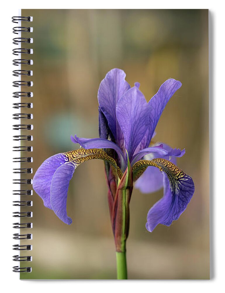 Spring Spiral Notebook featuring the photograph Siberian iris - Iris sibirica by Average Images