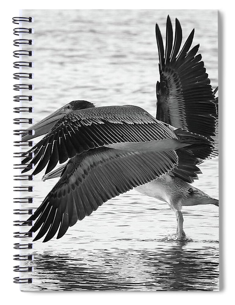 Pelicans Spiral Notebook featuring the photograph Side by Side Black and White by Mingming Jiang
