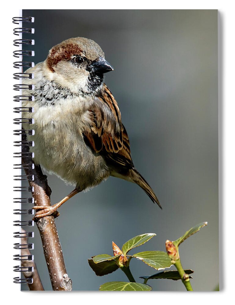 Songbird Spiral Notebook featuring the photograph Signs of Spring by Cathy Kovarik