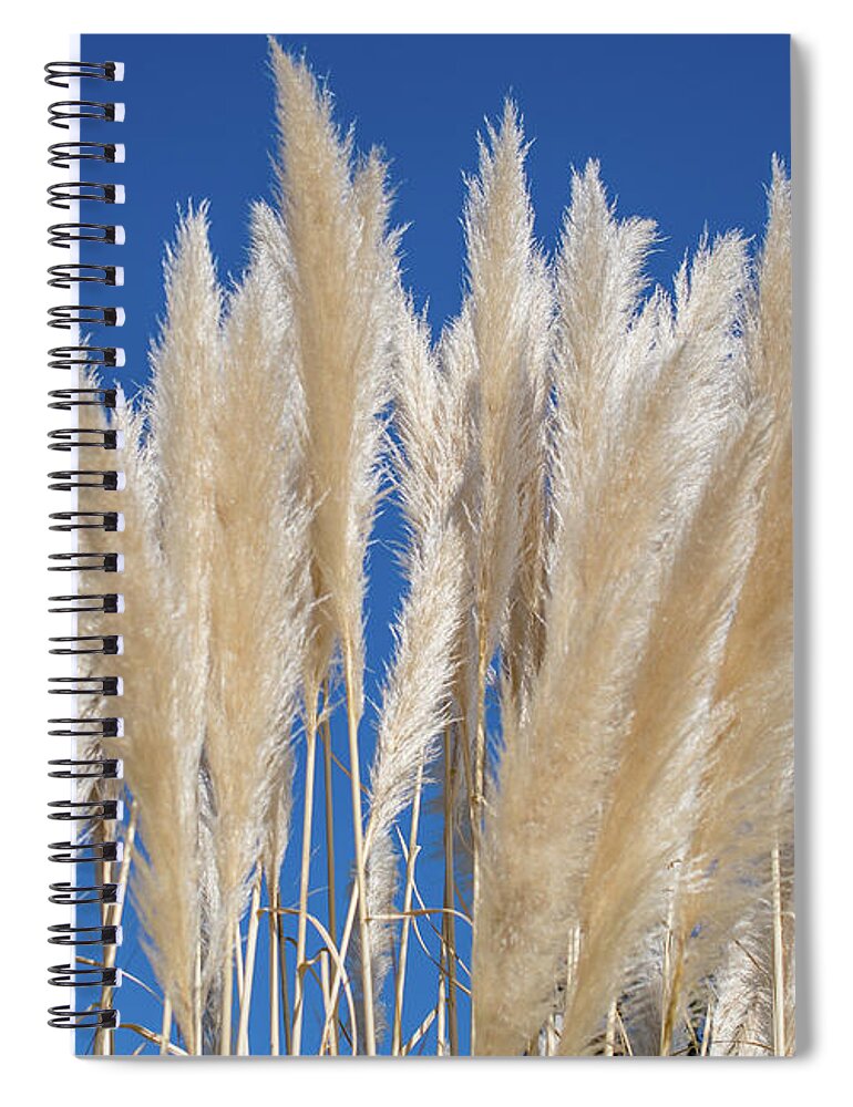 Nature Spiral Notebook featuring the photograph Silky Pampas Grass by Abigail Diane Photography
