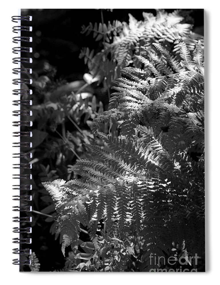 Fern Spiral Notebook featuring the photograph Silver Garden by Kimberly Furey