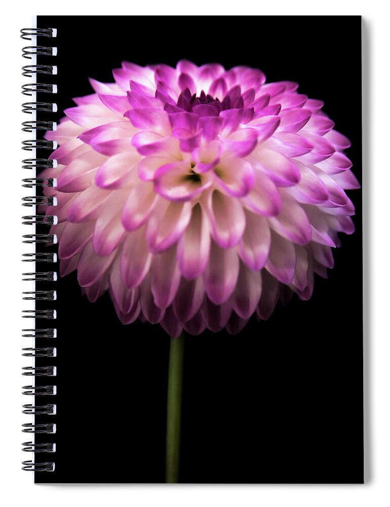 Dahlia Spiral Notebook featuring the photograph Single and Beautiful by Sally Bauer