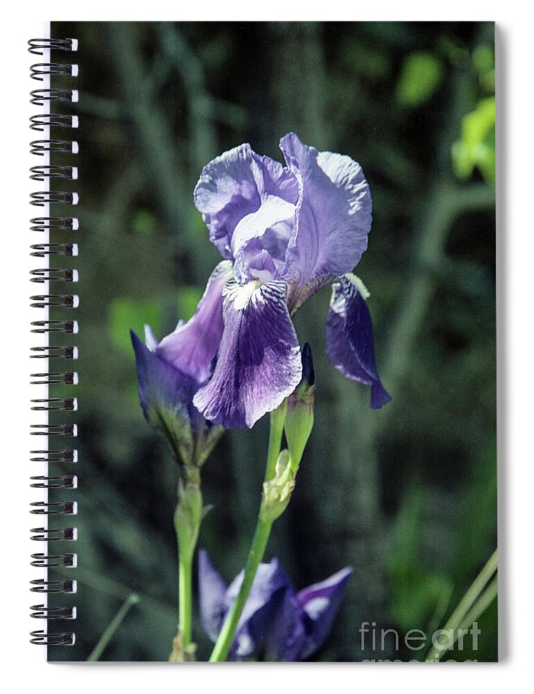 Arizona Spiral Notebook featuring the photograph Single Iris by Kathy McClure