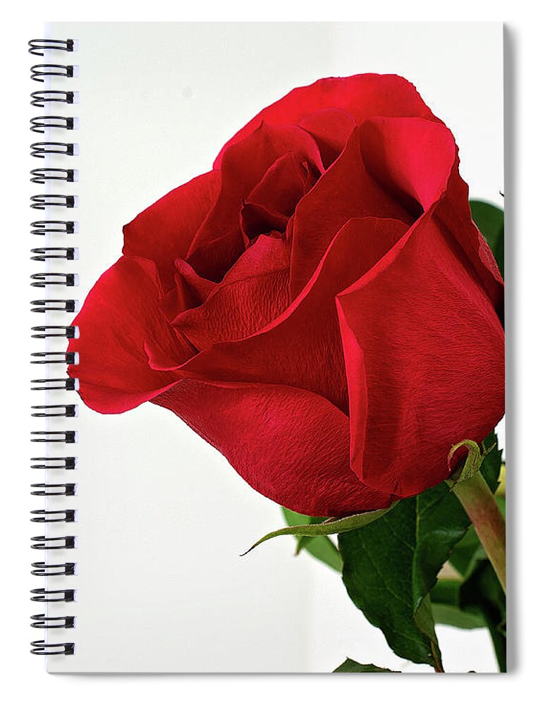 Single Red Rose Wall Art Spiral Notebook featuring the photograph Single Red Rose by Gwen Gibson