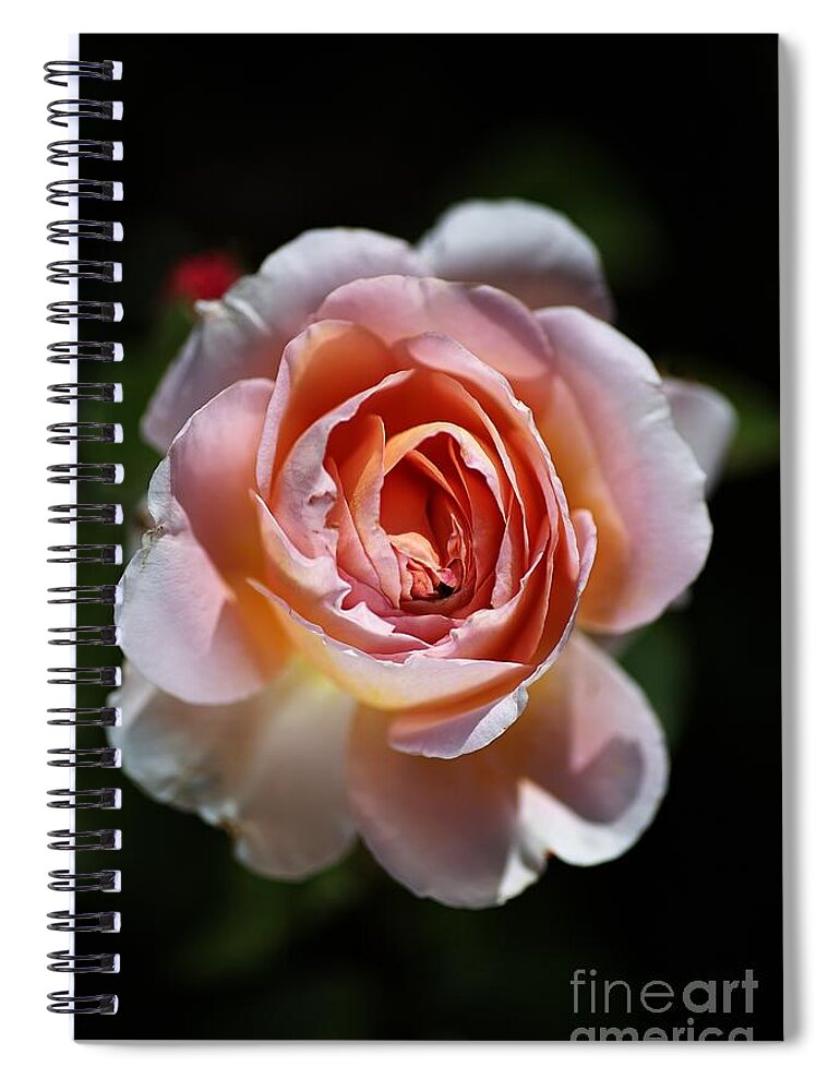 Abraham Darby Rose Flower Spiral Notebook featuring the photograph Single Romantic Rose by Joy Watson