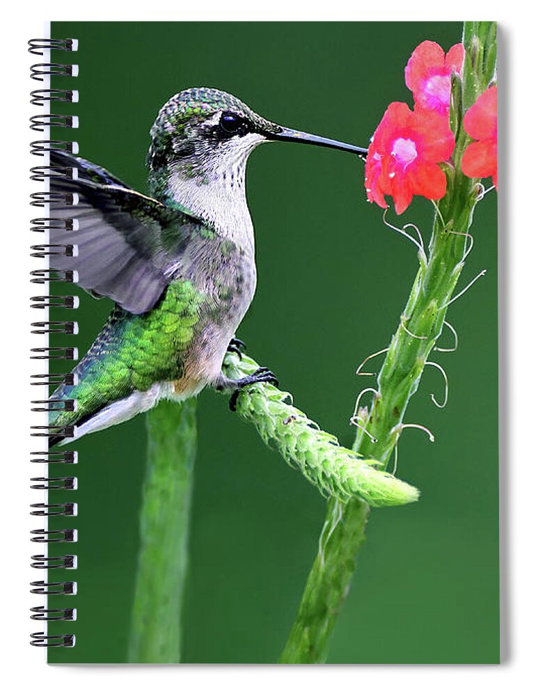 Bird Spiral Notebook featuring the photograph Sit Down Dinning by Art Cole