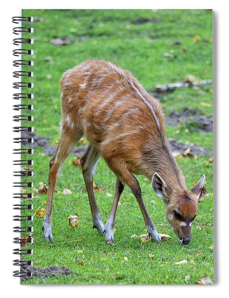 Sitatunga Spiral Notebook featuring the photograph Sitatunga Antelope In The Meadow by Artur Bogacki