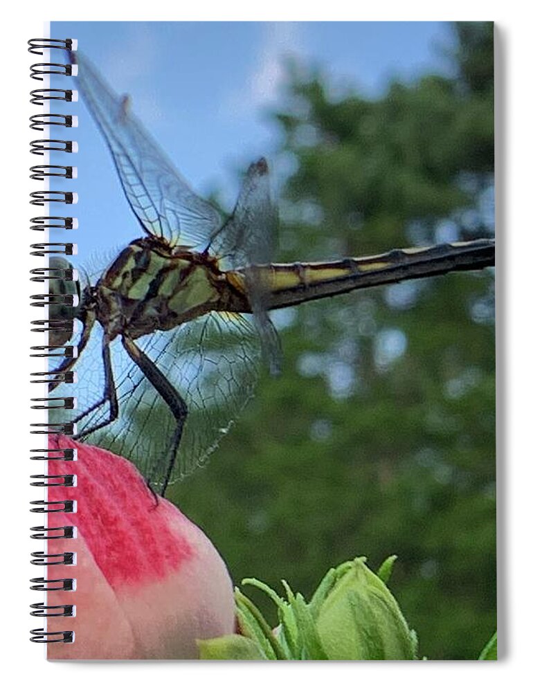 Dragonfly Spiral Notebook featuring the photograph Skimmer On Target by Catherine Wilson