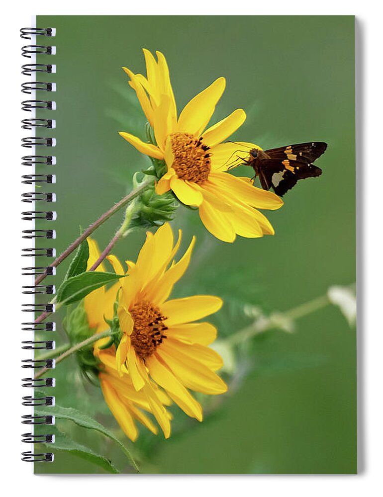 Sunflower Spiral Notebook featuring the photograph Skipper on Yellow Flowers by Mindy Musick King