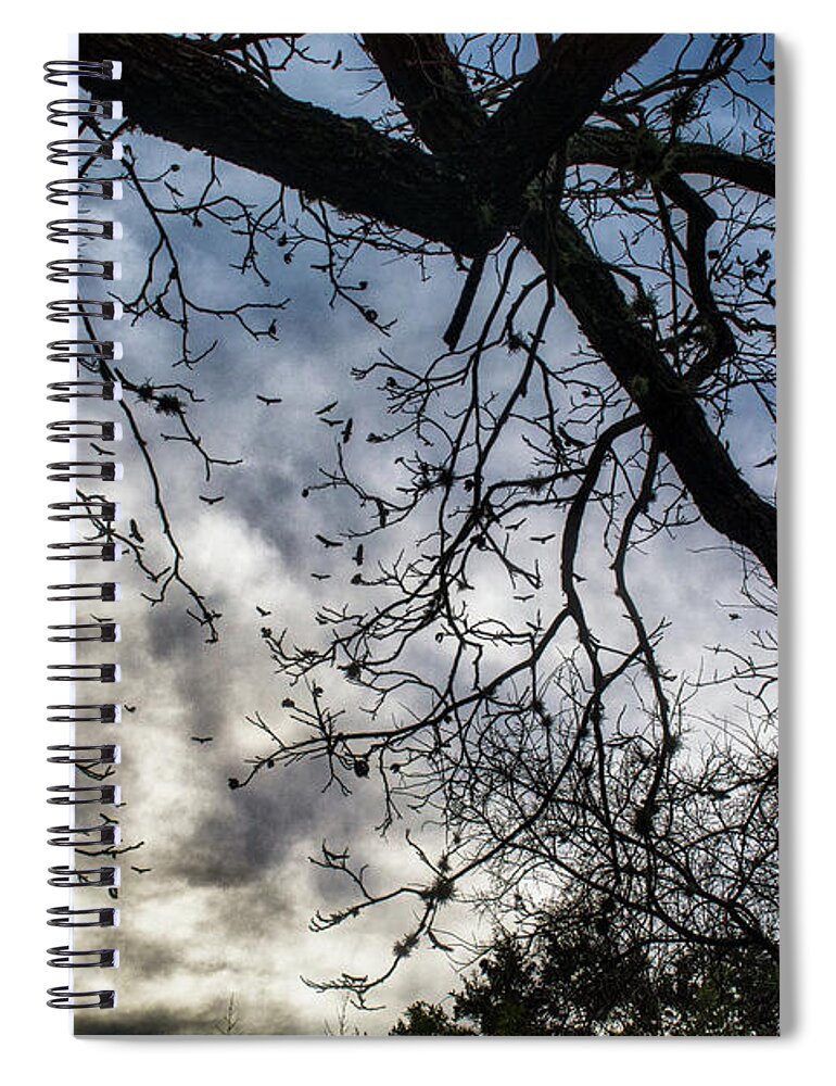 Tree Spiral Notebook featuring the photograph Sky Trees Birds by Glen Carpenter