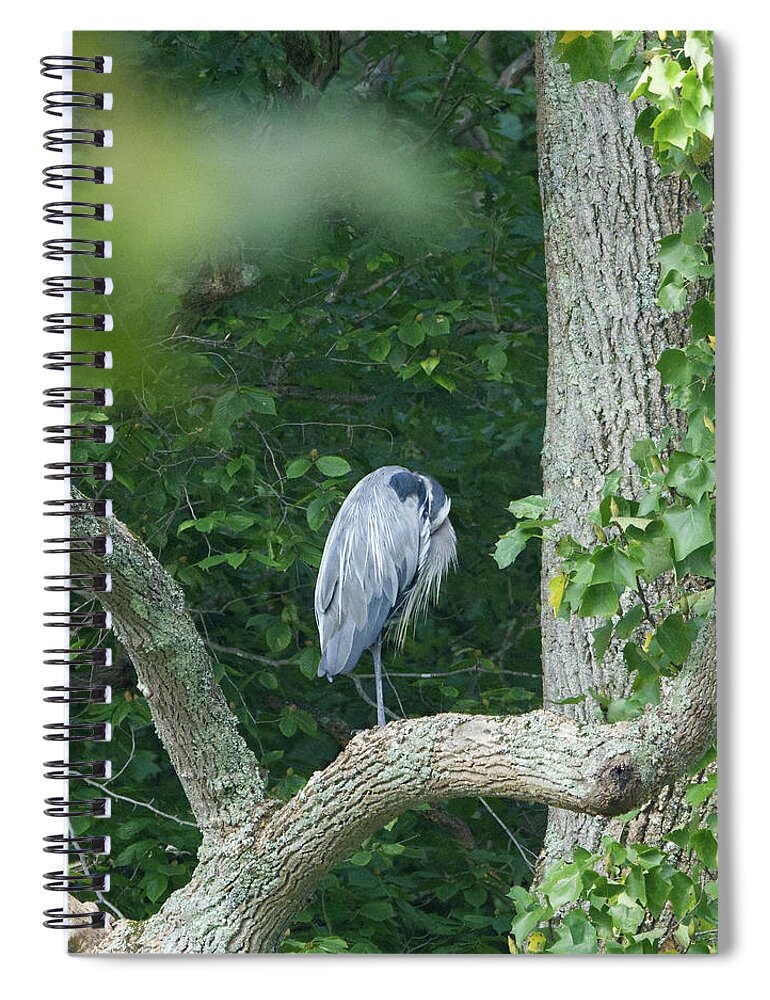 Wildlife Spiral Notebook featuring the photograph Sleeping Beauty by Paul Ross
