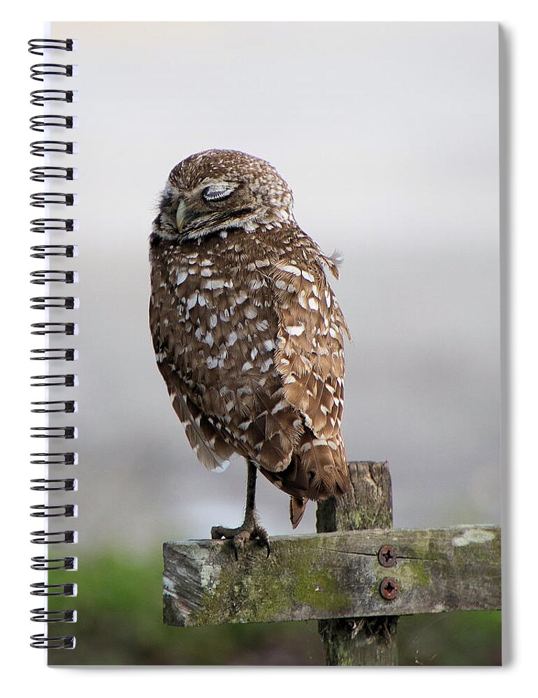 Owl Spiral Notebook featuring the photograph Sleeping Burrowing Owl by Rosalie Scanlon