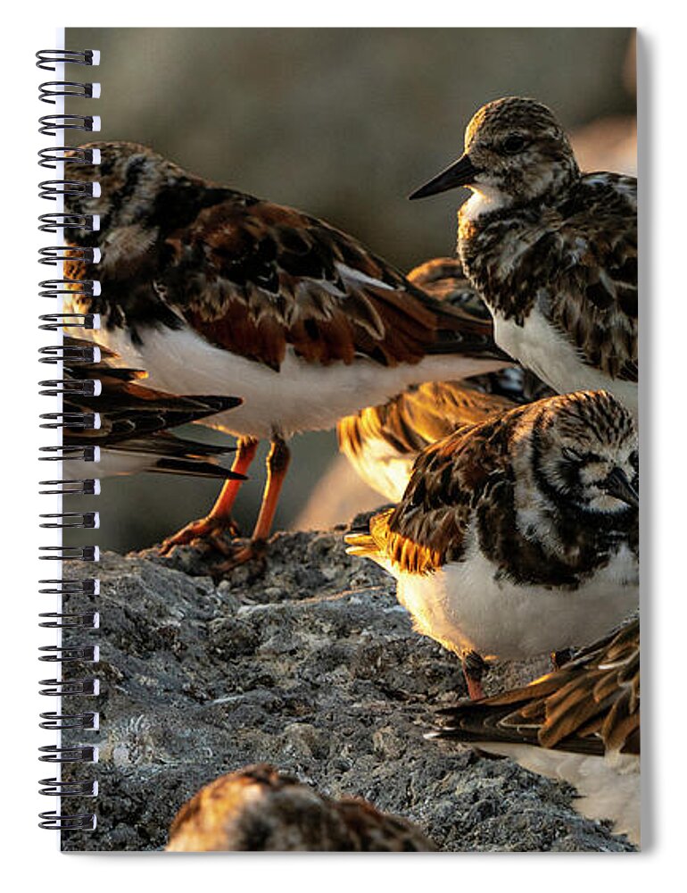 Birds Spiral Notebook featuring the digital art Sleepy Ruddy Turnstones by Todd Tucker