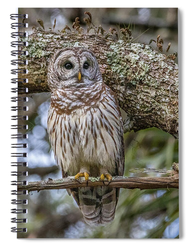 Owl Spiral Notebook featuring the photograph Small Branch Perch by Tom Claud
