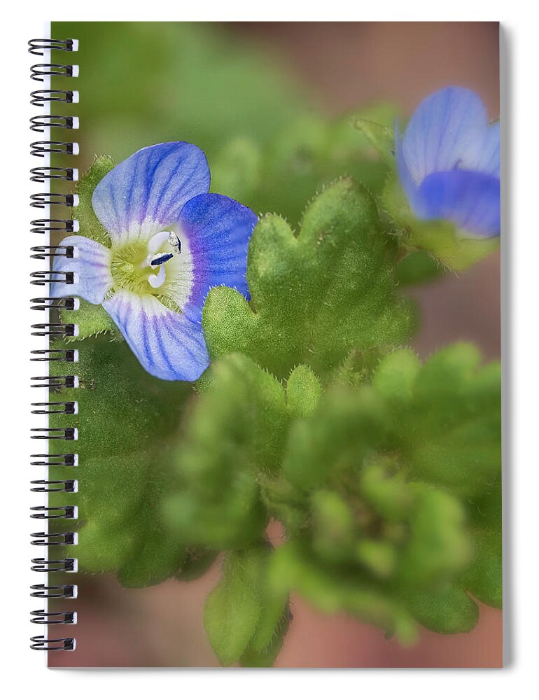 Maryland Spiral Notebook featuring the photograph Small Sign of Spring by Robert Fawcett
