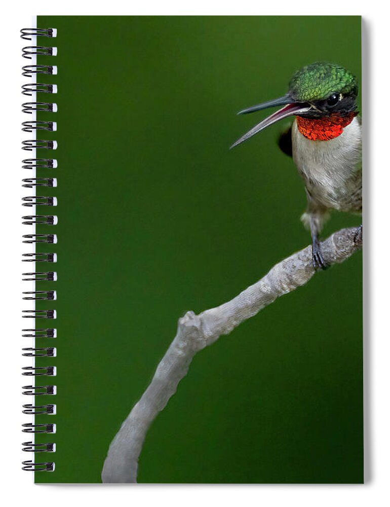 Hummingbird Spiral Notebook featuring the photograph Small Talk by Art Cole