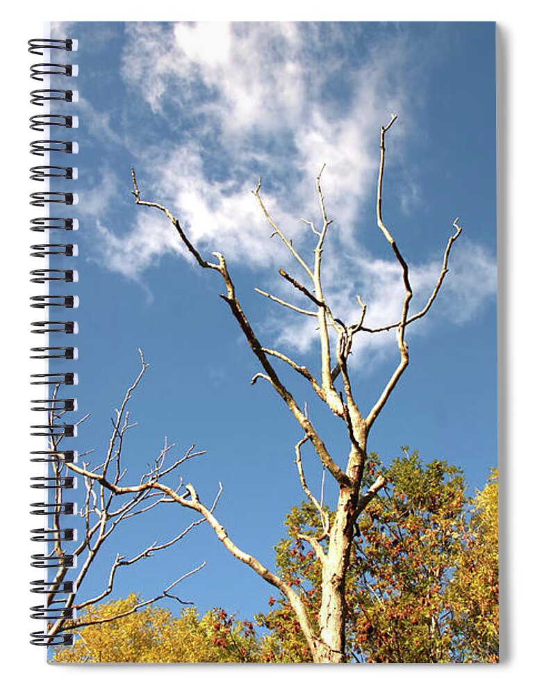 Nature Spiral Notebook featuring the photograph Smoking Silver Birch by Stephen Melia