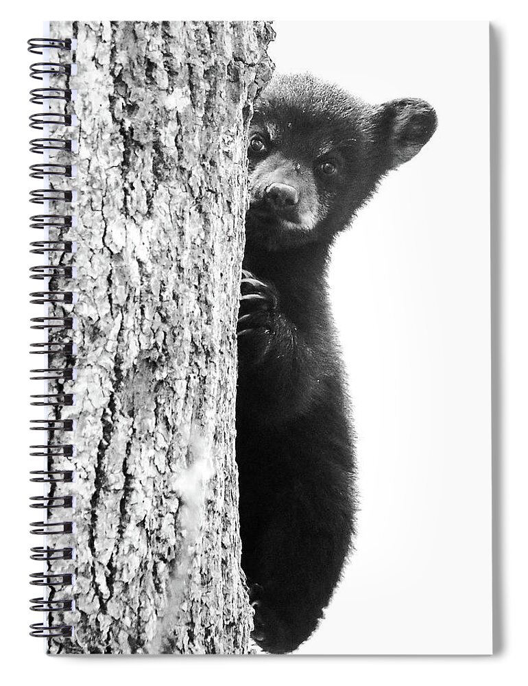 Smoky Mountain Black Bear Cub Cute Spiral Notebook featuring the photograph Smoky Mountain Black Bear Cub Cute by Dan Sproul