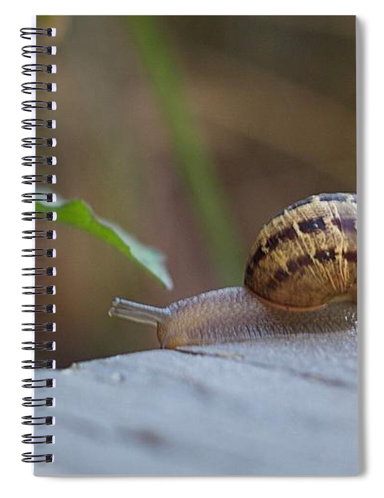 Snail Spiral Notebook featuring the photograph Snail 2 by Carol Jorgensen