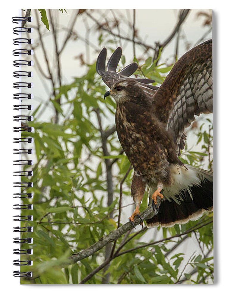 Sanil Kite Spiral Notebook featuring the photograph Snail Kite Landing by Dorothy Cunningham